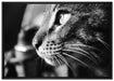 anmutige Katze im Seitenprofil auf Leinwandbild gerahmt Größe 100x70