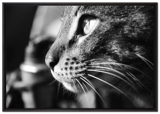 anmutige Katze im Seitenprofil auf Leinwandbild gerahmt Größe 100x70