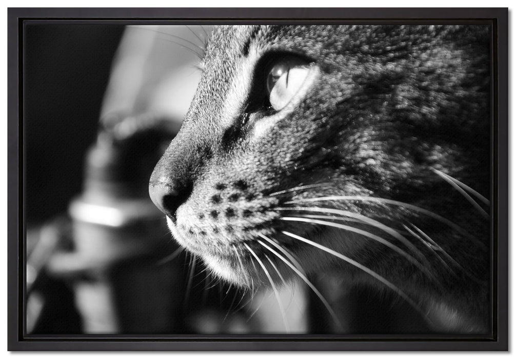 anmutige Katze im Seitenprofil auf Leinwandbild gerahmt Größe 60x40