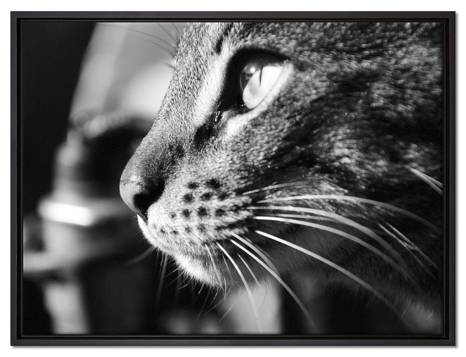 anmutige Katze im Seitenprofil auf Leinwandbild gerahmt Größe 80x60
