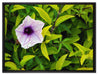 lilafarbene Blüte auf Leinwandbild gerahmt Größe 80x60