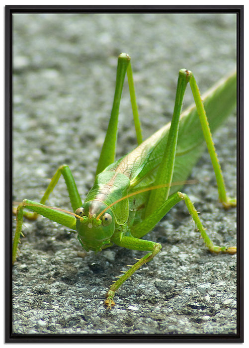 freche kleine Heuschrecke auf Leinwandbild gerahmt Größe 100x70
