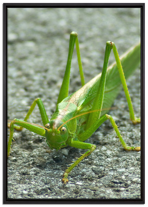 freche kleine Heuschrecke auf Leinwandbild gerahmt Größe 100x70