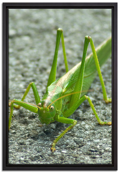 freche kleine Heuschrecke auf Leinwandbild gerahmt Größe 60x40