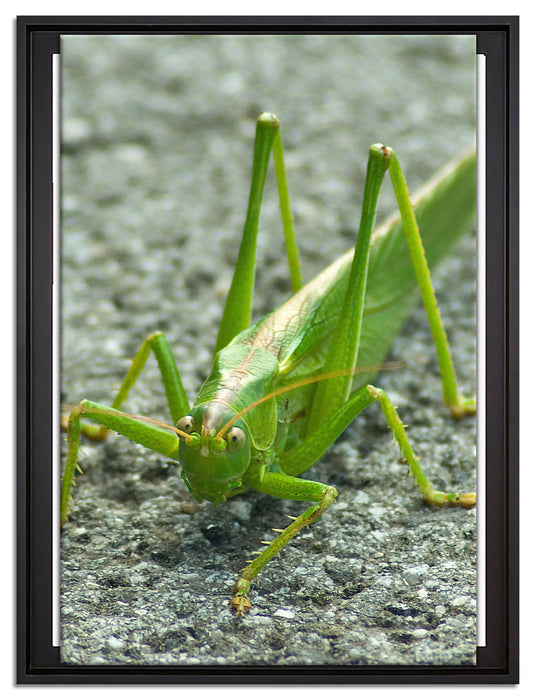 freche kleine Heuschrecke auf Leinwandbild gerahmt Größe 80x60