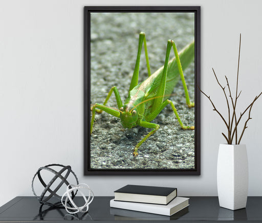 freche kleine Heuschrecke auf Leinwandbild gerahmt mit Kirschblüten