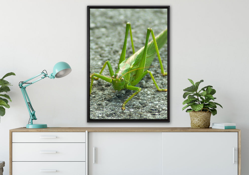 freche kleine Heuschrecke auf Leinwandbild gerahmt verschiedene Größen im Wohnzimmer