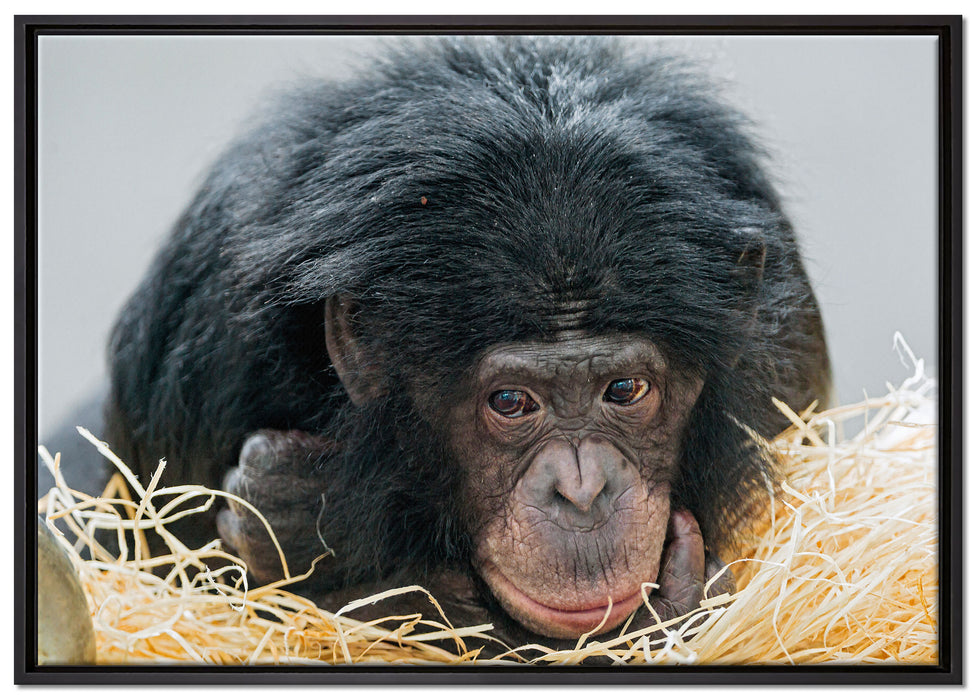 kleiner Schimpanse im Heu auf Leinwandbild gerahmt Größe 100x70