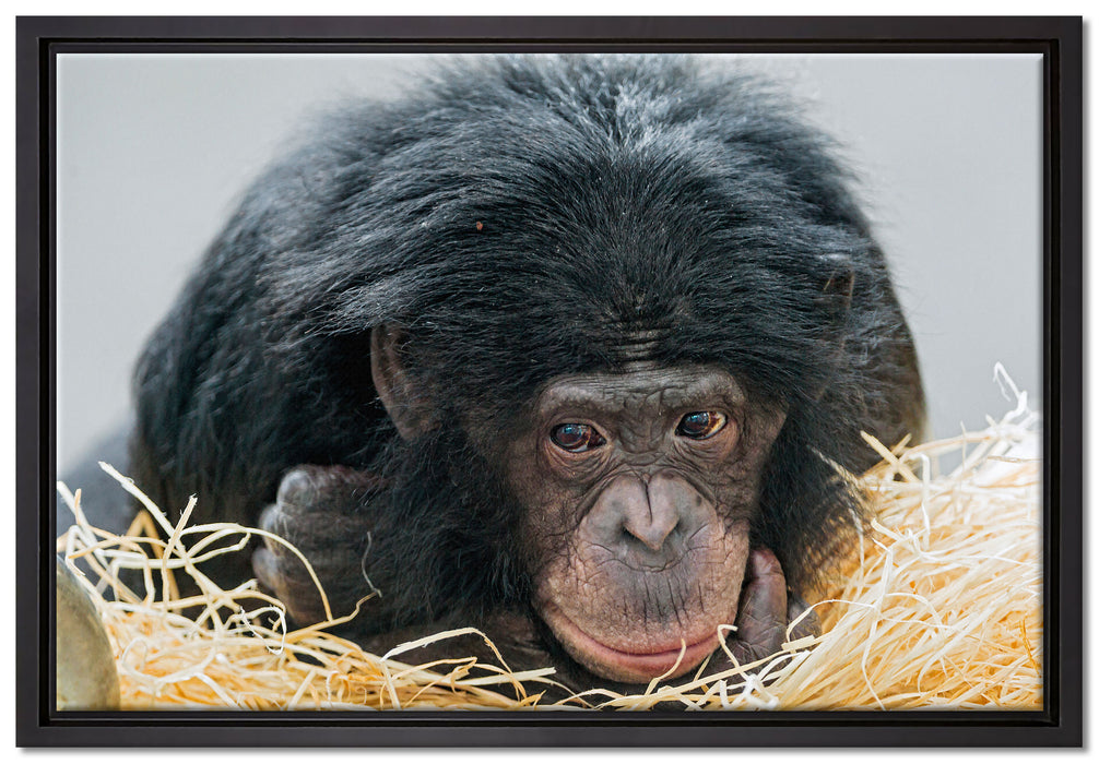 kleiner Schimpanse im Heu auf Leinwandbild gerahmt Größe 60x40