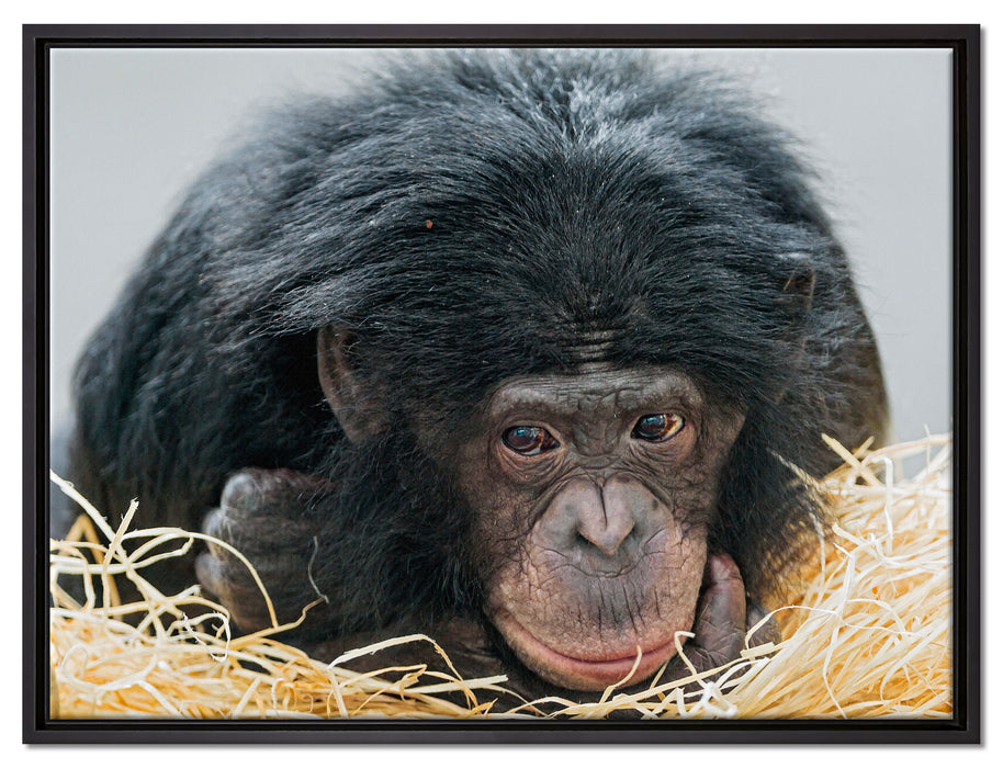 kleiner Schimpanse im Heu auf Leinwandbild gerahmt Größe 80x60