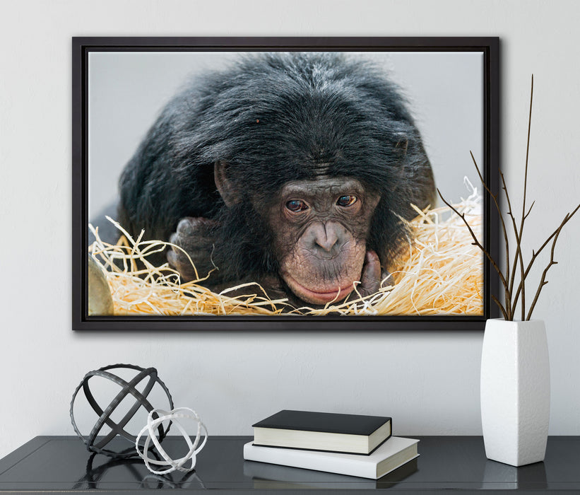 kleiner Schimpanse im Heu auf Leinwandbild gerahmt mit Kirschblüten
