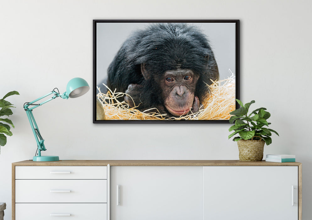 kleiner Schimpanse im Heu auf Leinwandbild gerahmt verschiedene Größen im Wohnzimmer