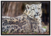 anmutiger Schneeleopard auf Leinwandbild gerahmt Größe 100x70