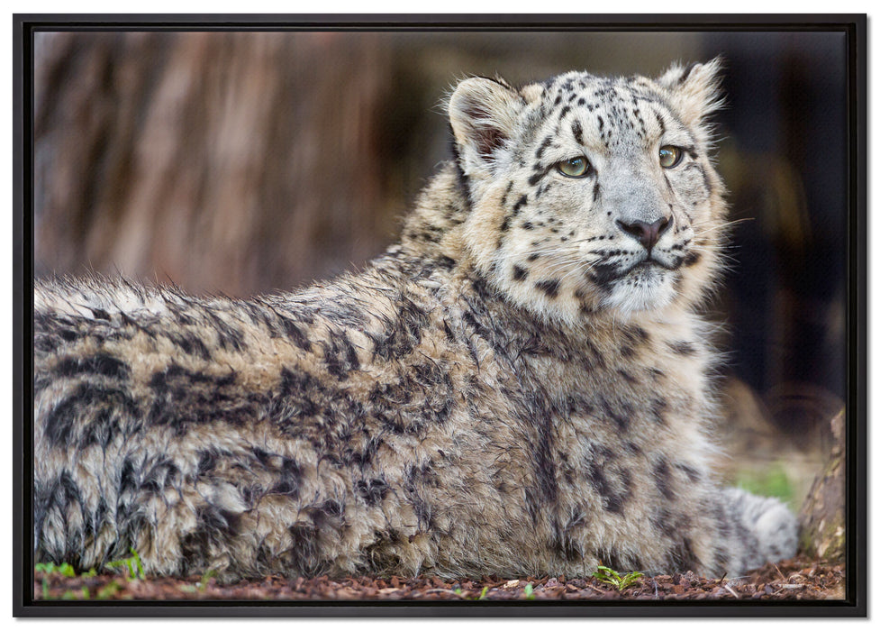 anmutiger Schneeleopard auf Leinwandbild gerahmt Größe 100x70