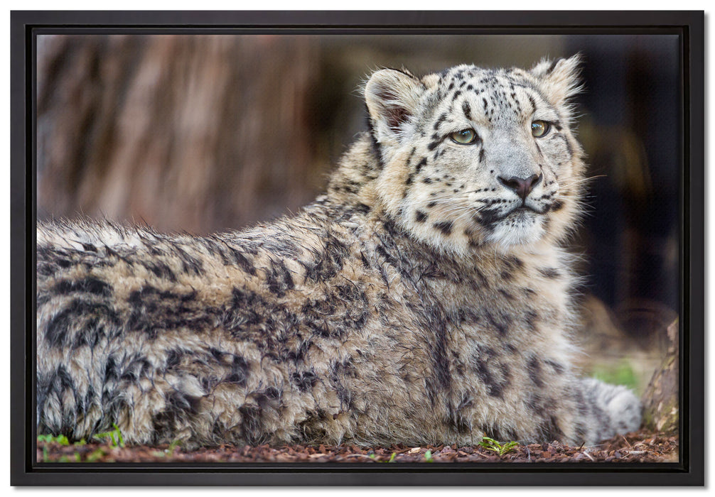 anmutiger Schneeleopard auf Leinwandbild gerahmt Größe 60x40