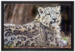 anmutiger Schneeleopard auf Leinwandbild gerahmt Größe 60x40
