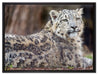 anmutiger Schneeleopard auf Leinwandbild gerahmt Größe 80x60