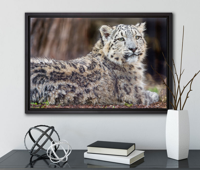 anmutiger Schneeleopard auf Leinwandbild gerahmt mit Kirschblüten