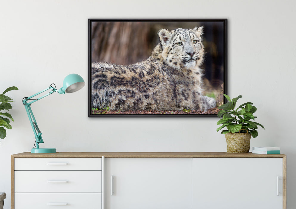 anmutiger Schneeleopard auf Leinwandbild gerahmt verschiedene Größen im Wohnzimmer