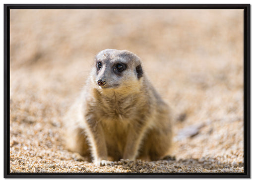 schüchternes Erdmännchen auf Leinwandbild gerahmt Größe 100x70