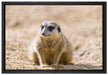 schüchternes Erdmännchen auf Leinwandbild gerahmt Größe 60x40