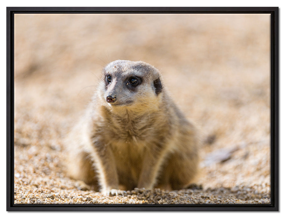 schüchternes Erdmännchen auf Leinwandbild gerahmt Größe 80x60