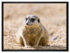 schüchternes Erdmännchen auf Leinwandbild gerahmt Größe 80x60