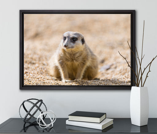 schüchternes Erdmännchen auf Leinwandbild gerahmt mit Kirschblüten