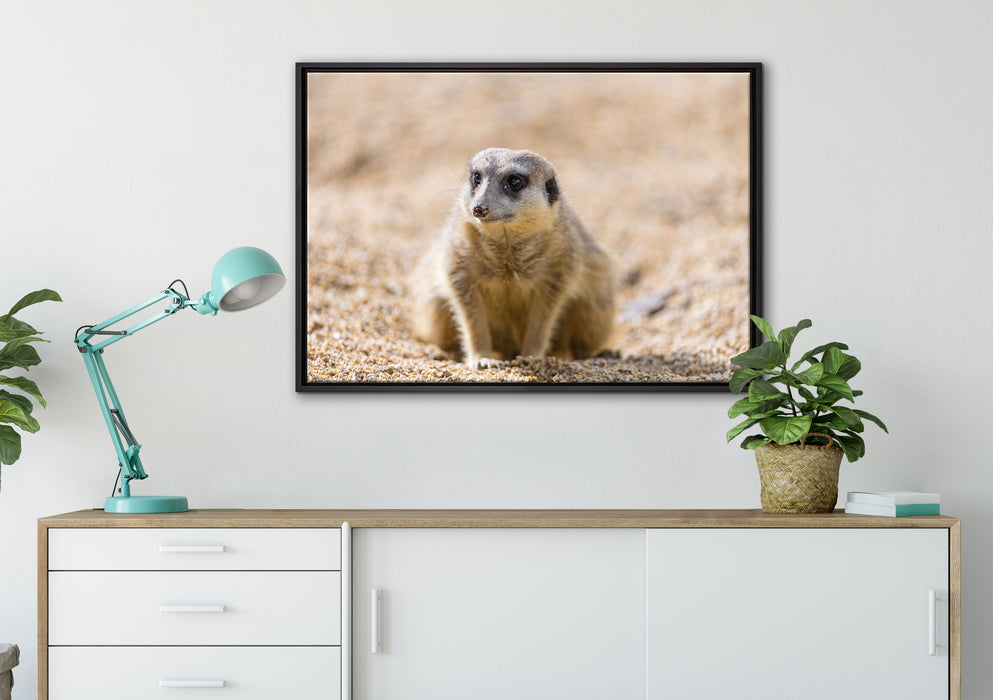 schüchternes Erdmännchen auf Leinwandbild gerahmt verschiedene Größen im Wohnzimmer