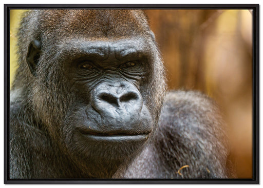 stolzer Gorilla auf Leinwandbild gerahmt Größe 100x70