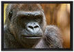 stolzer Gorilla auf Leinwandbild gerahmt Größe 60x40