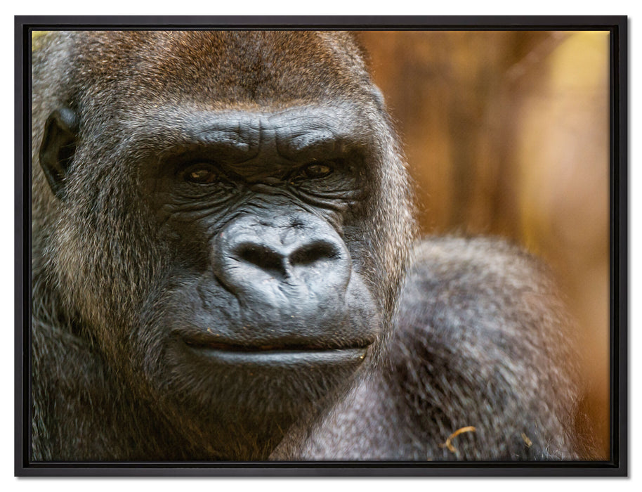 stolzer Gorilla auf Leinwandbild gerahmt Größe 80x60