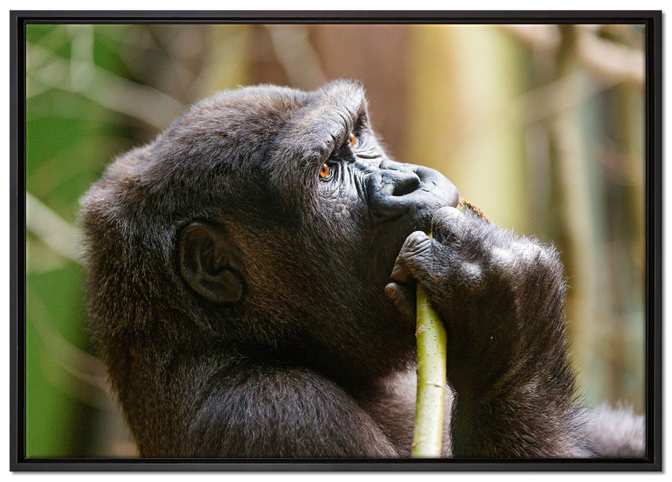 Gorilla isst auf Leinwandbild gerahmt Größe 100x70