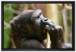 Gorilla isst auf Leinwandbild gerahmt Größe 60x40