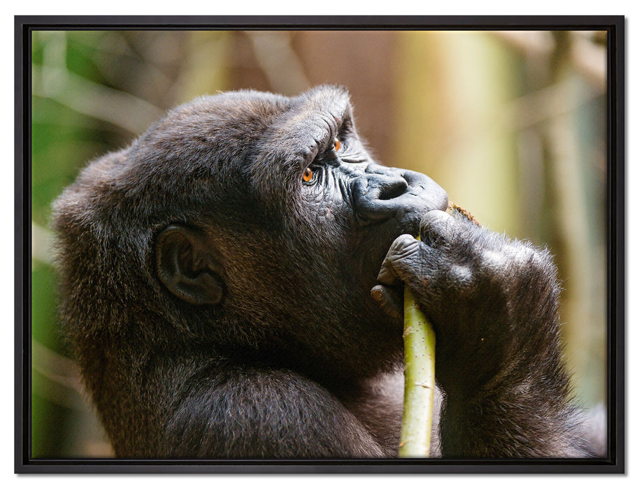 Gorilla isst auf Leinwandbild gerahmt Größe 80x60