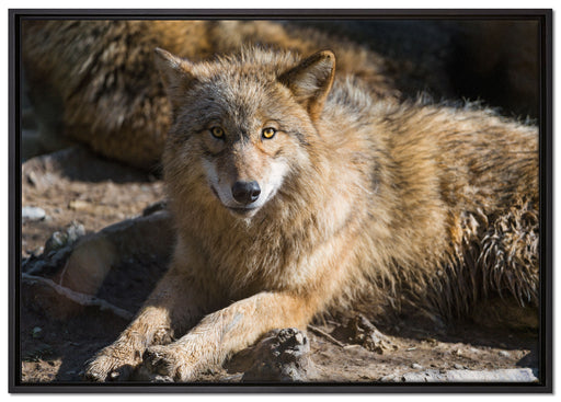 aufschauender Wolf auf Leinwandbild gerahmt Größe 100x70