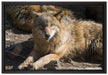 aufschauender Wolf auf Leinwandbild gerahmt Größe 60x40