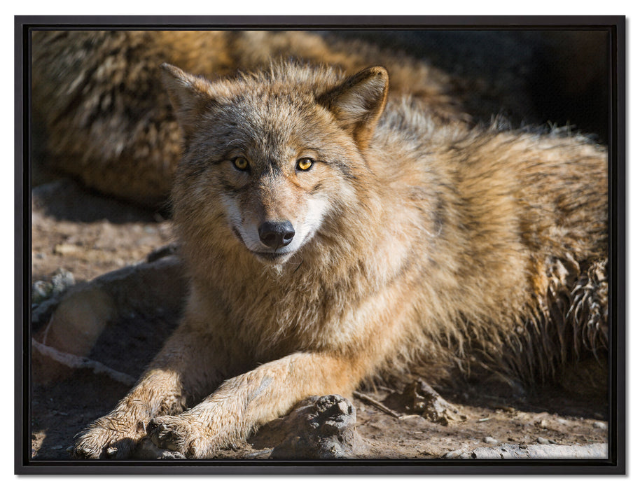 aufschauender Wolf auf Leinwandbild gerahmt Größe 80x60