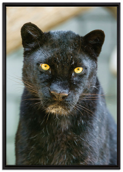 prächtiger Panther auf Leinwandbild gerahmt Größe 100x70