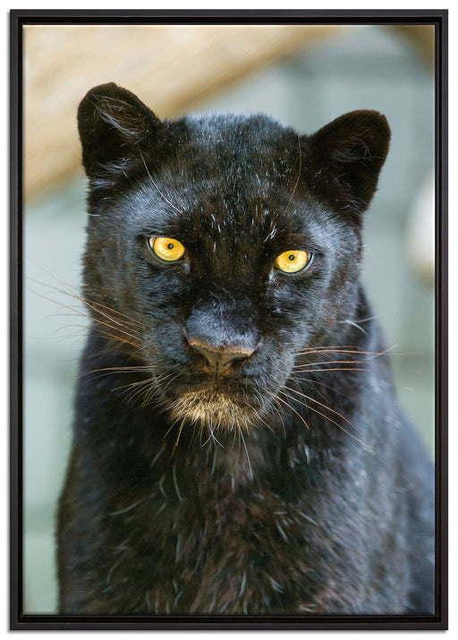 prächtiger Panther auf Leinwandbild gerahmt Größe 100x70
