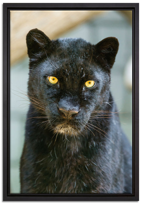 prächtiger Panther auf Leinwandbild gerahmt Größe 60x40