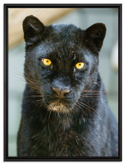prächtiger Panther auf Leinwandbild gerahmt Größe 80x60