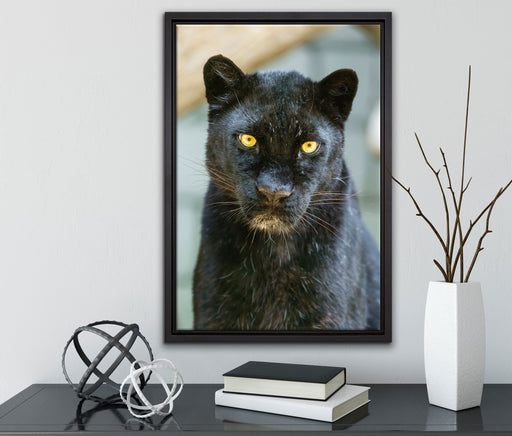 prächtiger Panther auf Leinwandbild gerahmt mit Kirschblüten