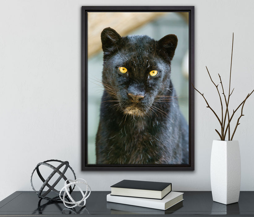 prächtiger Panther auf Leinwandbild gerahmt mit Kirschblüten