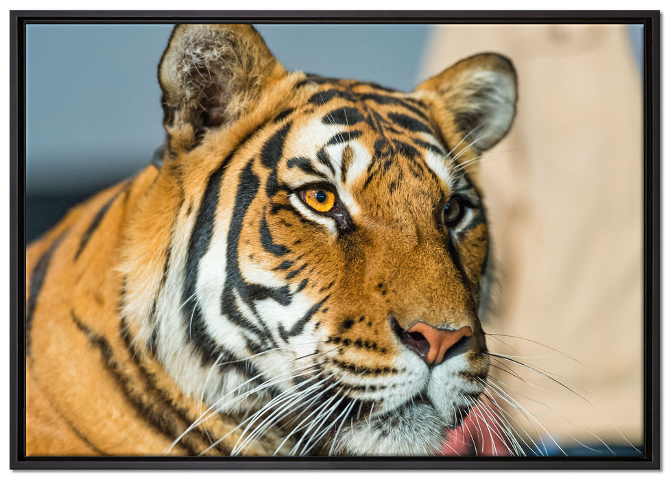 schöner Tiger auf Leinwandbild gerahmt Größe 100x70