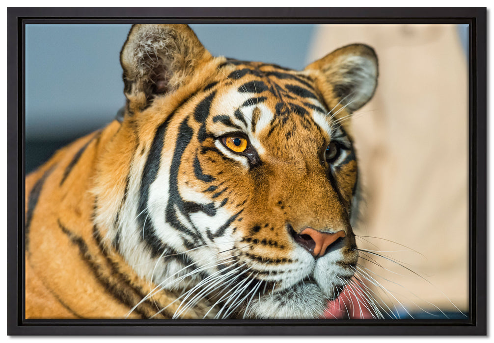 schöner Tiger auf Leinwandbild gerahmt Größe 60x40
