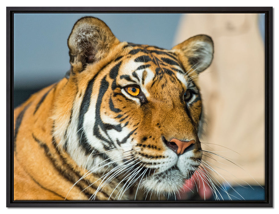 schöner Tiger auf Leinwandbild gerahmt Größe 80x60