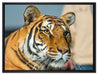 schöner Tiger auf Leinwandbild gerahmt Größe 80x60