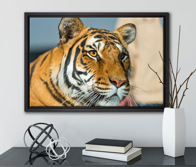 schöner Tiger auf Leinwandbild gerahmt mit Kirschblüten