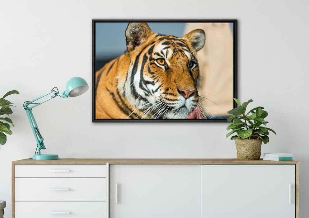 schöner Tiger auf Leinwandbild gerahmt verschiedene Größen im Wohnzimmer
